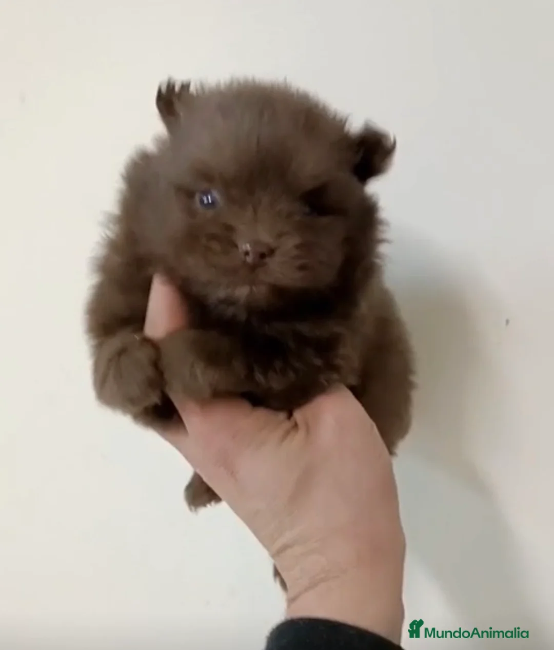 Pomerania perros en venta: Pomerania macho  - Anuncio 1