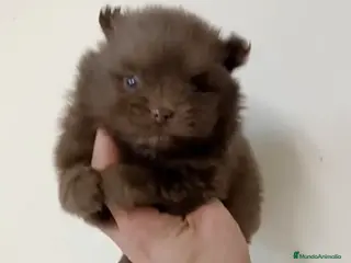 Pomerania perros Pomerania macho - Anuncio 2