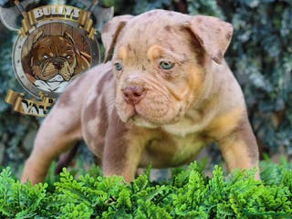 American Bully perros AMERICAN BULLY POCKET STANDARX XL Y EXTREME !! en Sevilla - Anuncio 26