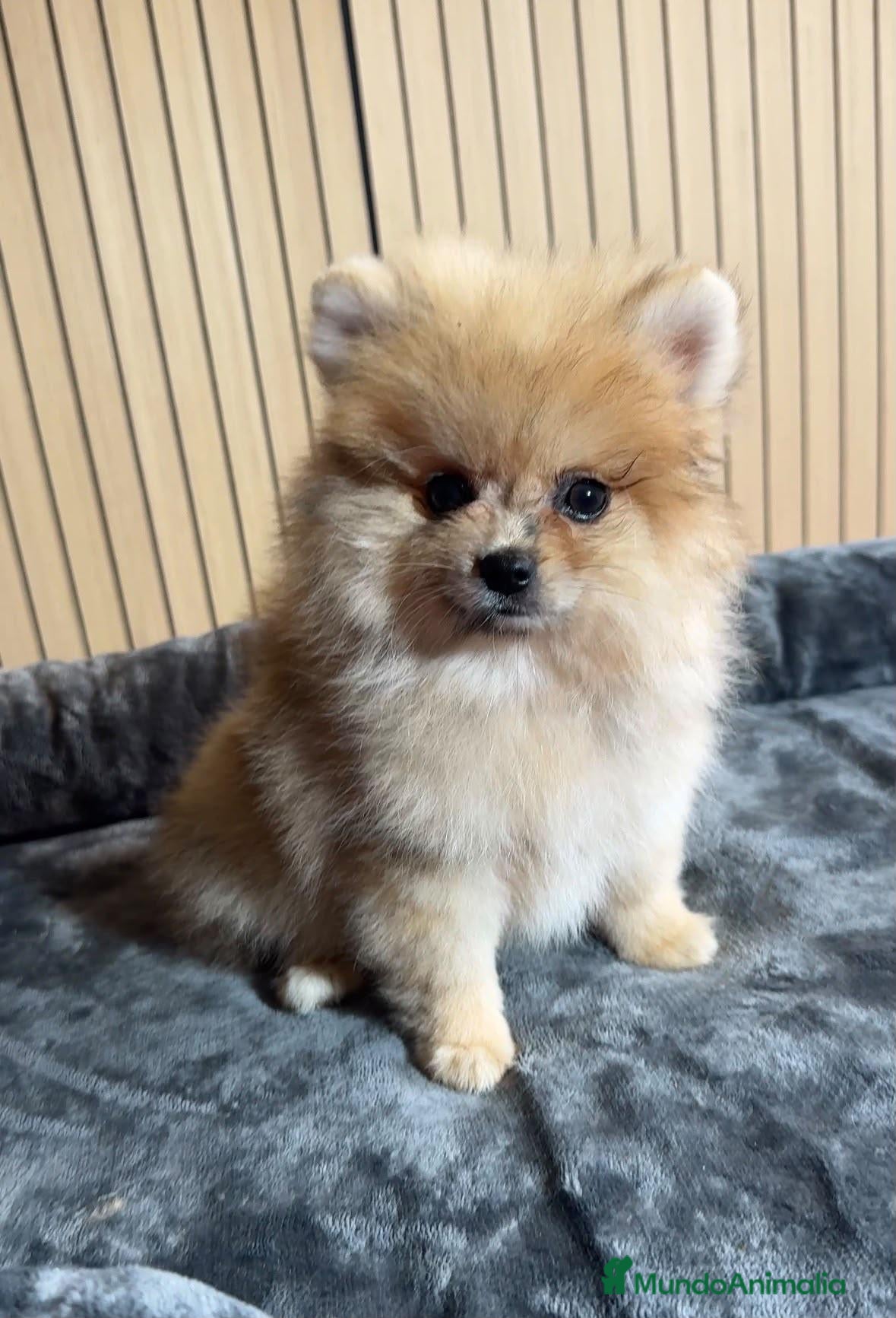 Pomerania perros Pomerania - Anuncio 1