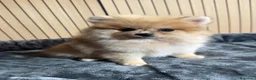 Pomerania perros en venta: Pomerania - Anuncio 1