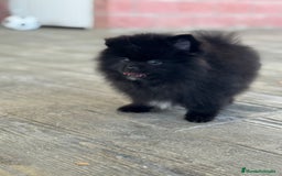 Pomerania perros en venta: 🐾 Monk – Pomerania negro mini toy 🌑 - Imagen 8