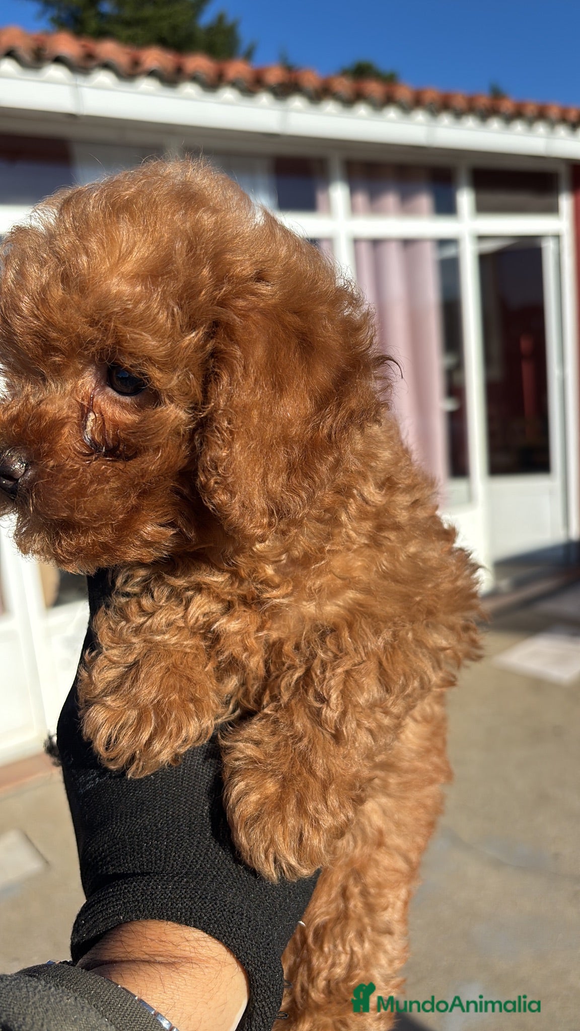 Caniche Toy perros caniche toy  - Anuncio 1