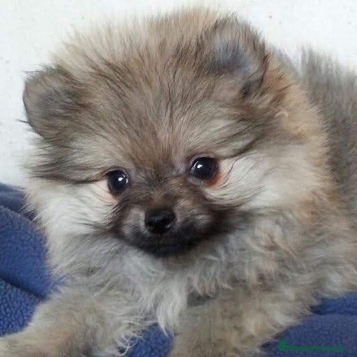 Imagen de galería {{count}}