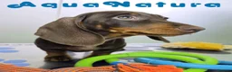 Teckel Miniatura perros en venta: Teckel Macho DCD 4842 AQUANATURA - Anuncio 5