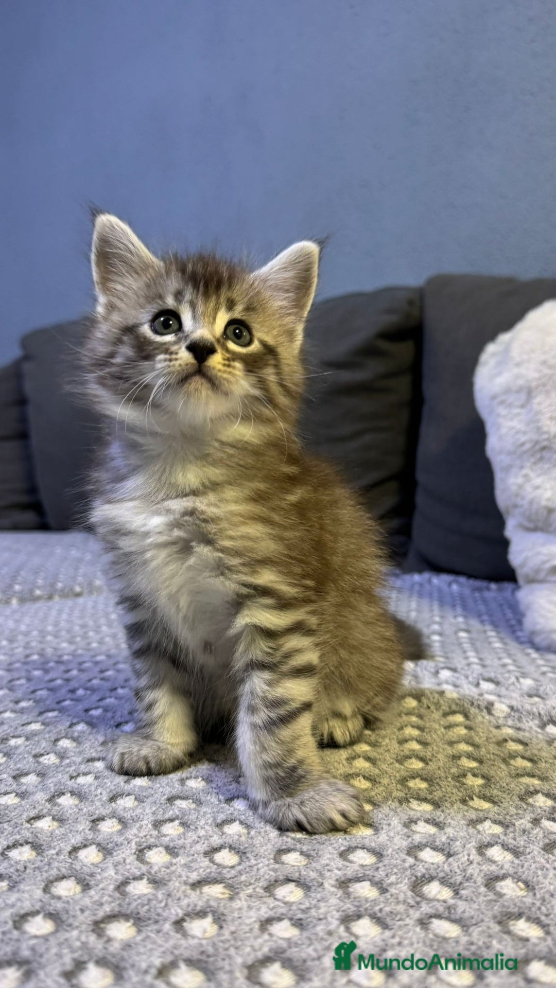 Maine Coon gatos en venta: Maine Coon  - Anuncio 2