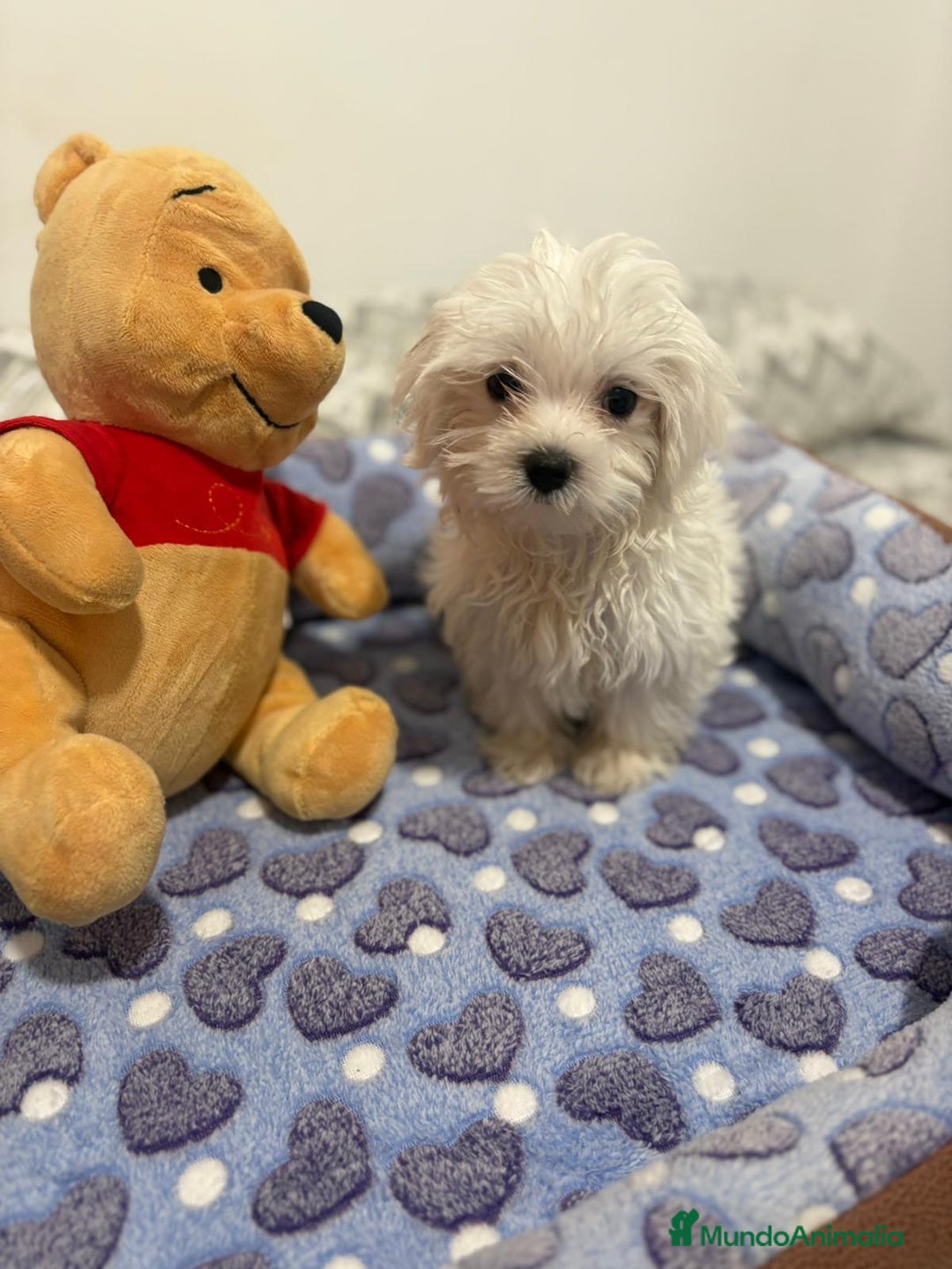 Bichón Maltés perros en venta: Bichon maltés toy  - Imagen 9