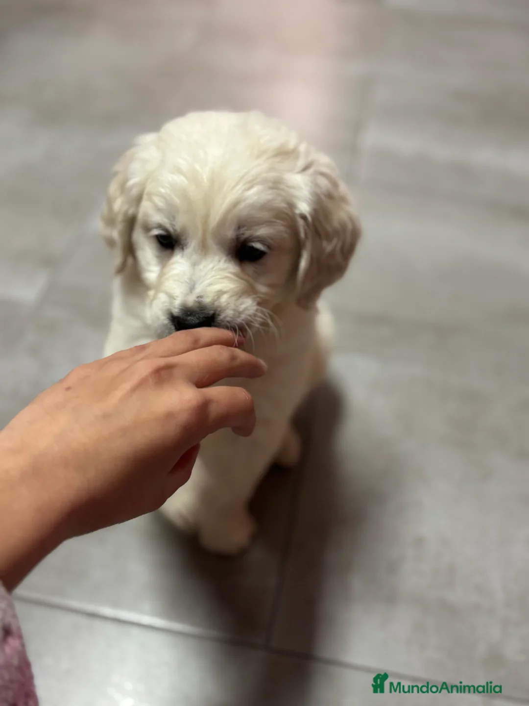 Golden Retriever perros en venta: Último macho de Golden disponible  - Anuncio 2