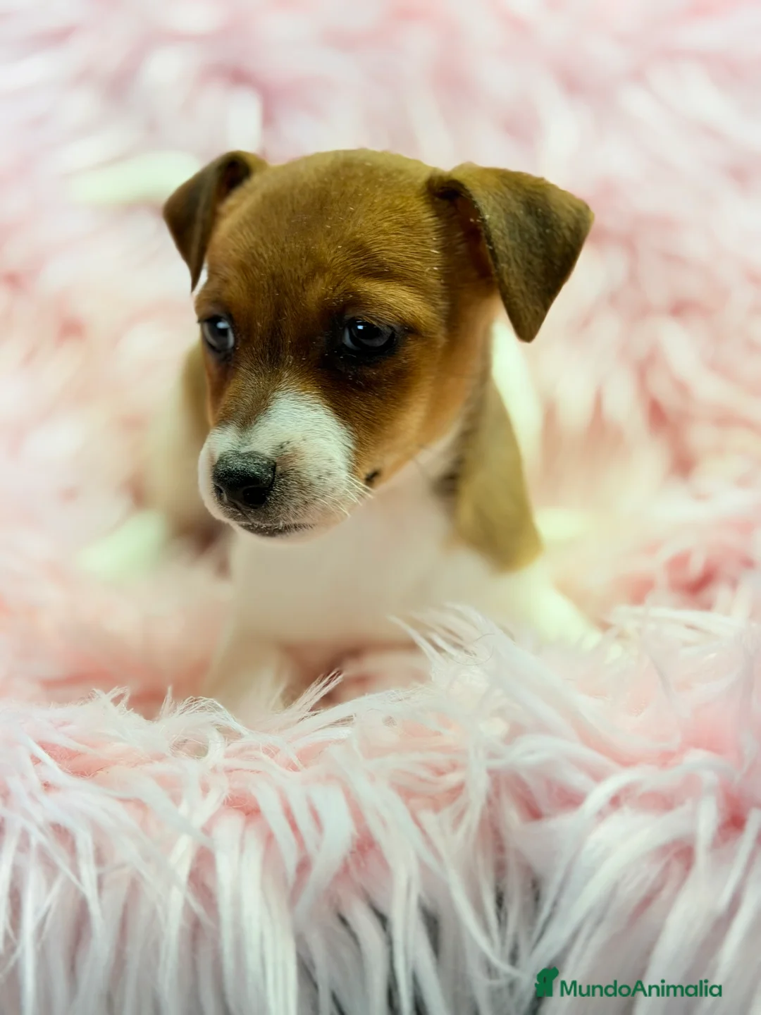 Jack Russell Terrier perros en venta: Jack Russell bicolor  - Anuncio 6