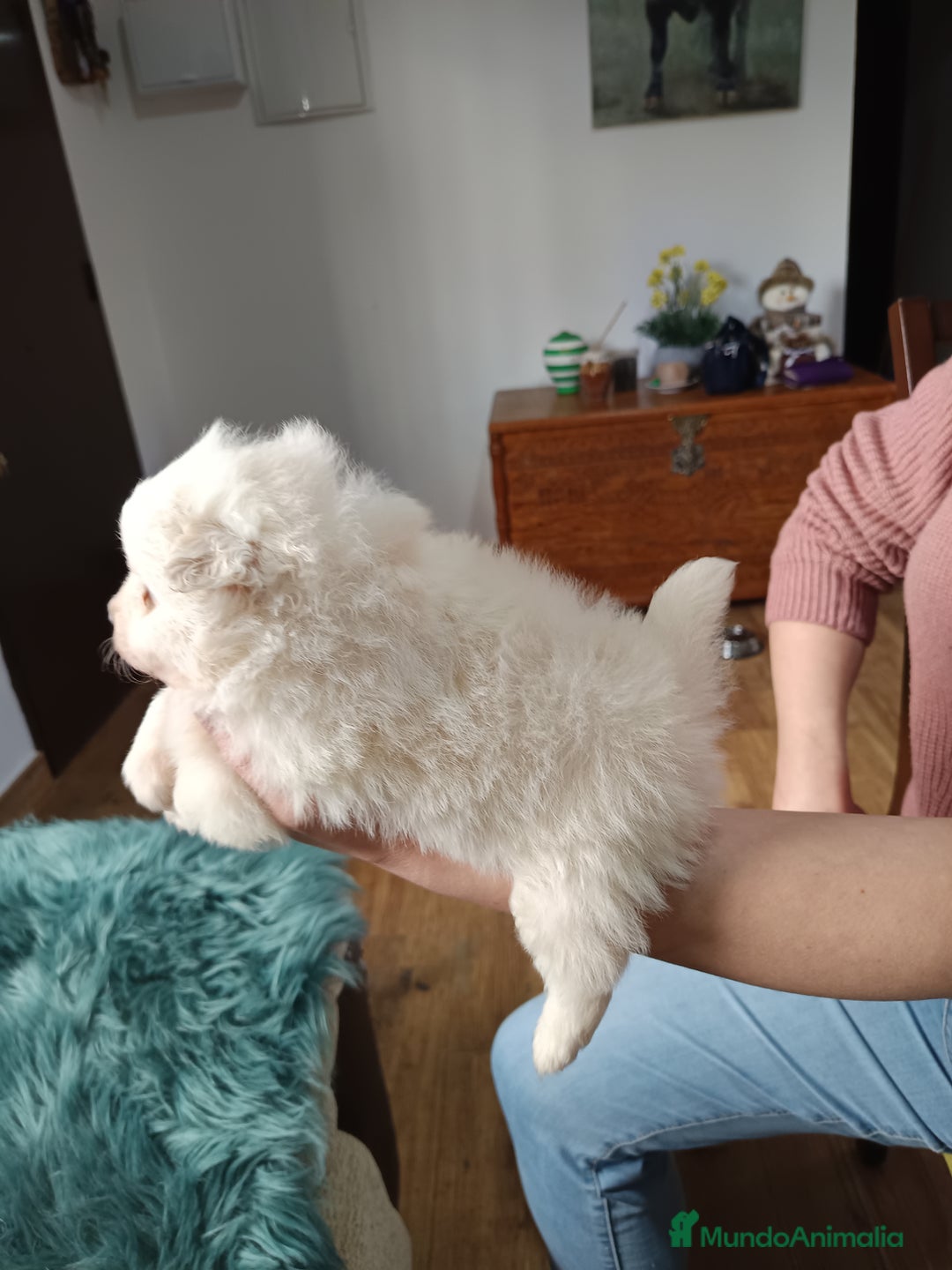 Pomerania perros en venta: Pomerania  - Anuncio 7