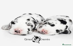 Dogo Alemán perros en venta: 🐾 Gran Danés – 8 Semanas 🐶 - Imagen 1