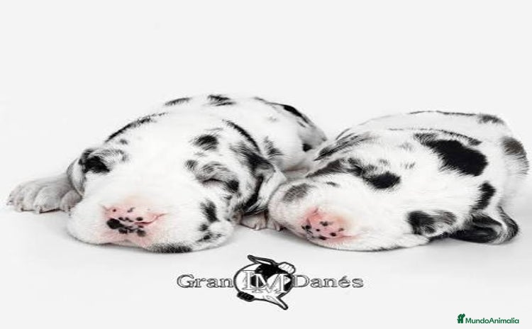 Dogo Alemán perros - Anuncio 1