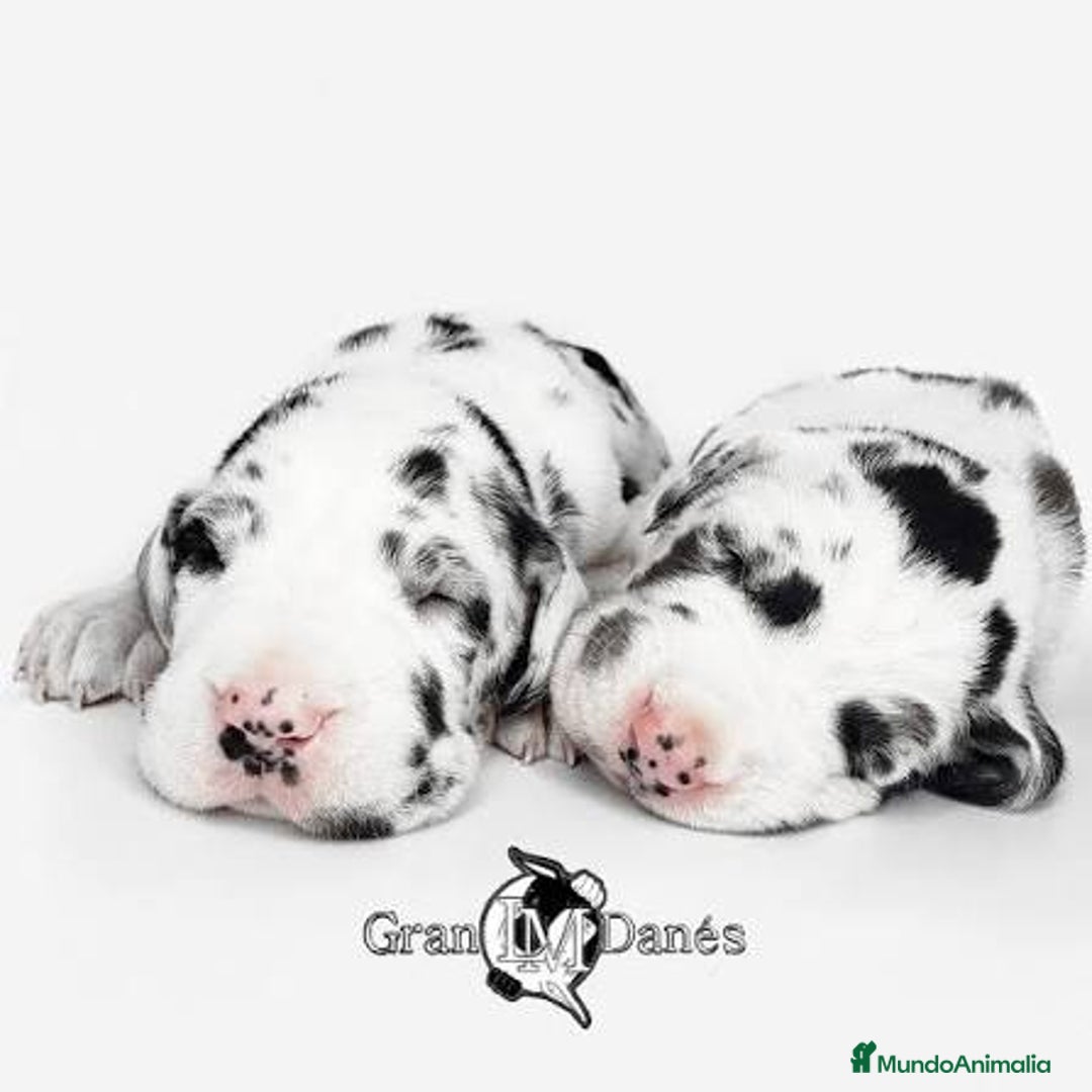 Dogo Alemán perros en venta: 🐾 Gran Danés – 8 Semanas 🐶 - Imagen 1