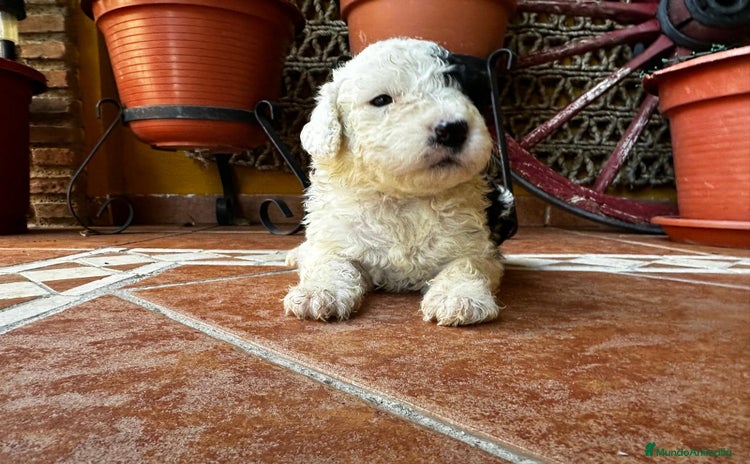 Perro de Agua Español perros - Propaganda 1