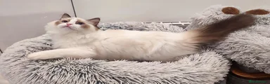 Ragdoll Gatito 2
