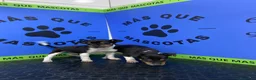Gos Rater Valencià perros en venta: Cachorros Ratonero Valenciano 450€ ¡PRECIO REAL! - Anuncio 4