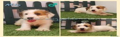 Jack Russell Terrier 2