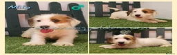 Jack Russell Terrier perros en venta: Jack Russell Terrier - Anuncio 3