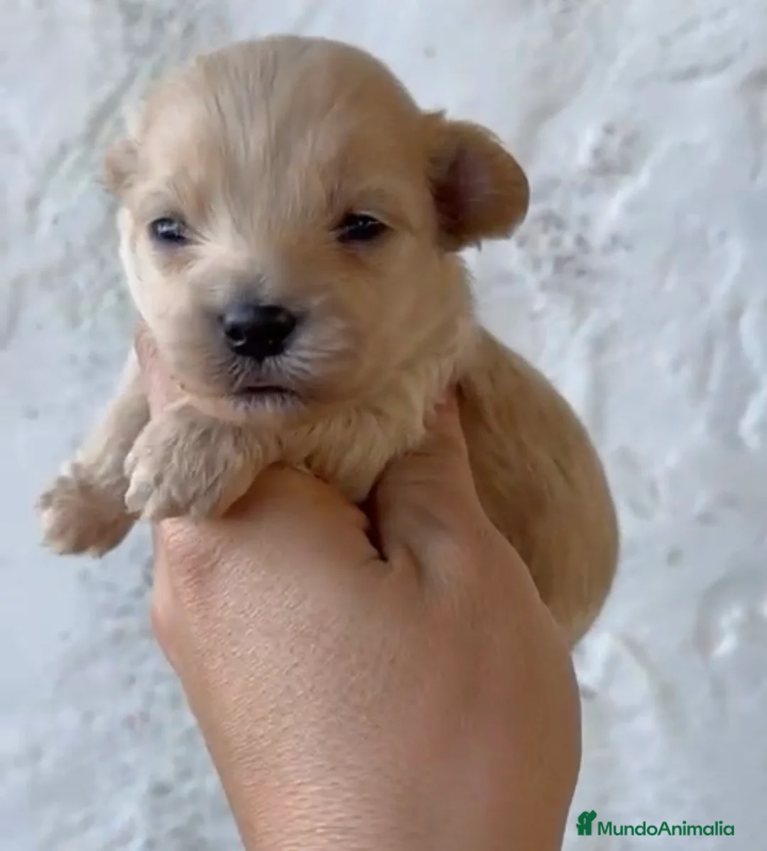 Maltipoo perros en venta: Espectaculares maltipoo en Córdoba - Anuncio 3