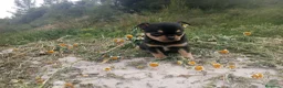 Chihuahua perros en venta: CHIHUAHUAS CABEZA DE MANZANA  - Anuncio 7