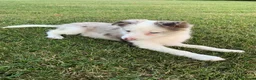 Border Collie perros en venta: Cachorra de border collie línea de belleza  - Anuncio 4