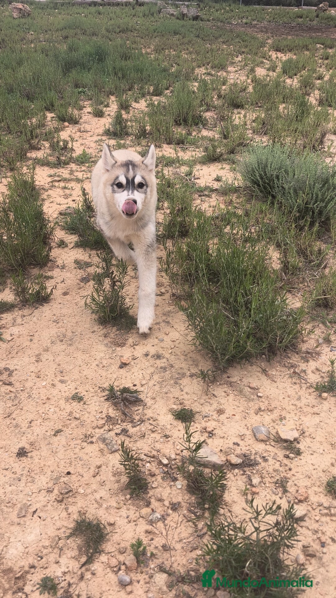 Husky Siberiano perros Husky SIBERIANO hembra disponible  - Anuncio 1