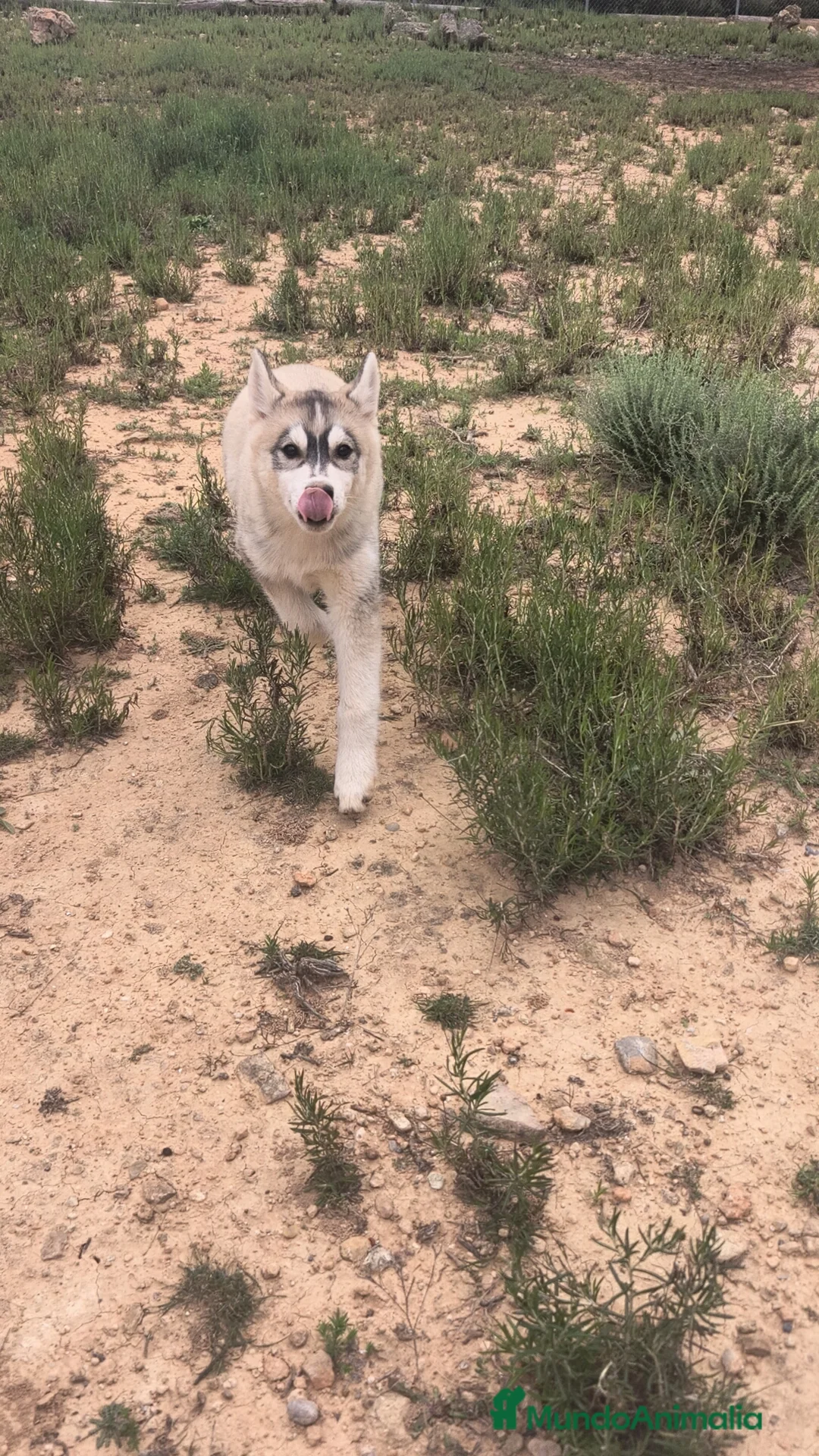 Husky Siberiano perros en venta: Husky SIBERIANO hembra disponible  - Anuncio 1