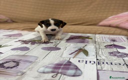 Jack Russell Terrier perros en venta: Jack Russell  - Imagen 14