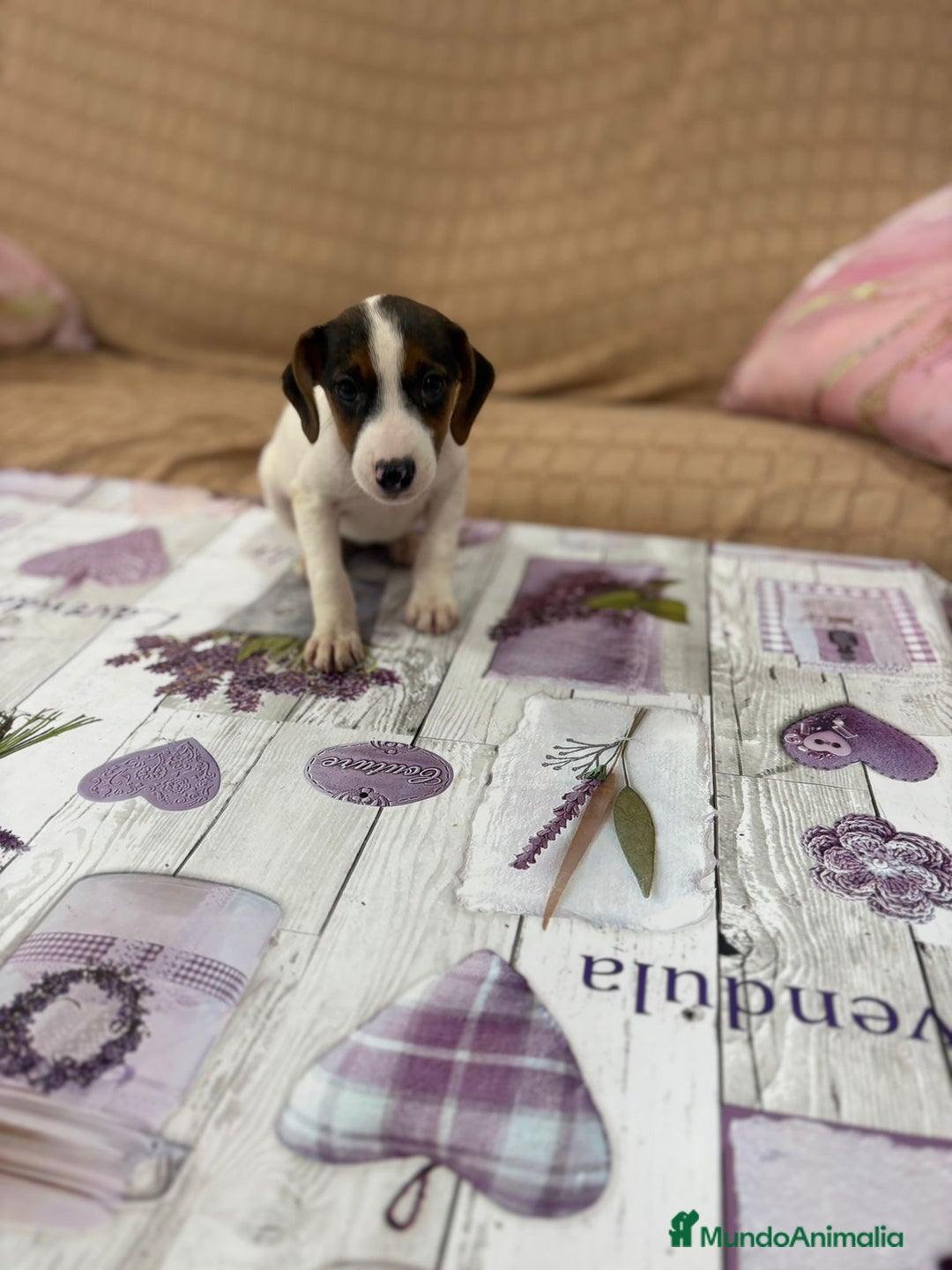 Jack Russell Terrier perros en venta: Jack Russell  - Imagen 14