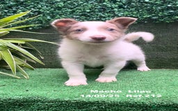 Border Collie perros en venta: BORDER COLLIE color lilac - Imagen 13