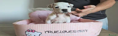 American Staffordshire-Terrier 5
