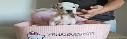 American Staffordshire-Terrier perros en venta: American Staffordshire Terrier  - Anuncio 15