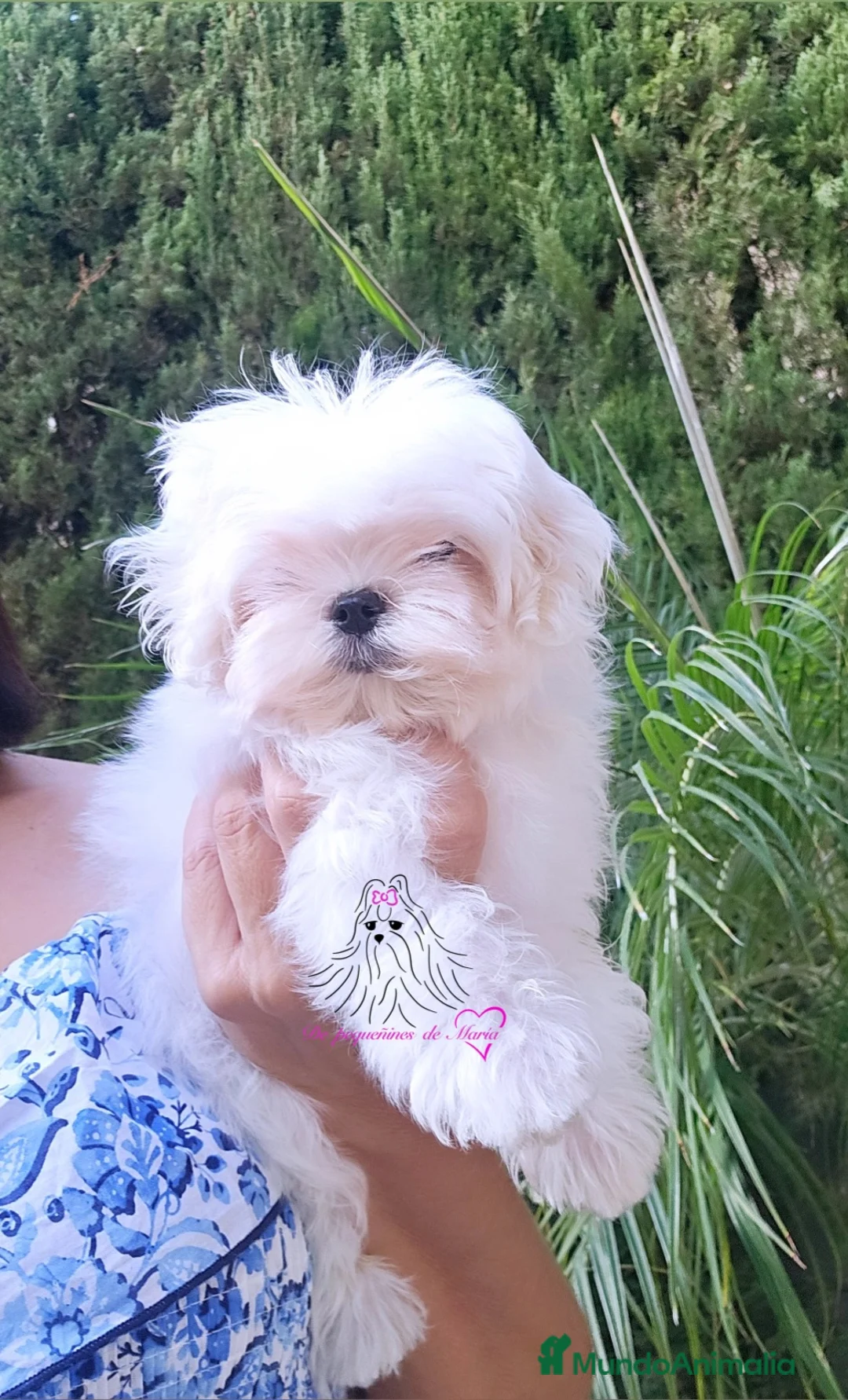Bichón Maltés perros en venta: BICHON MALTES COREANO MINIATURA  - Anuncio 2