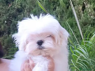 Bichón Maltés perros BICHON MALTES COREANO MINIATURA - Anuncio 11