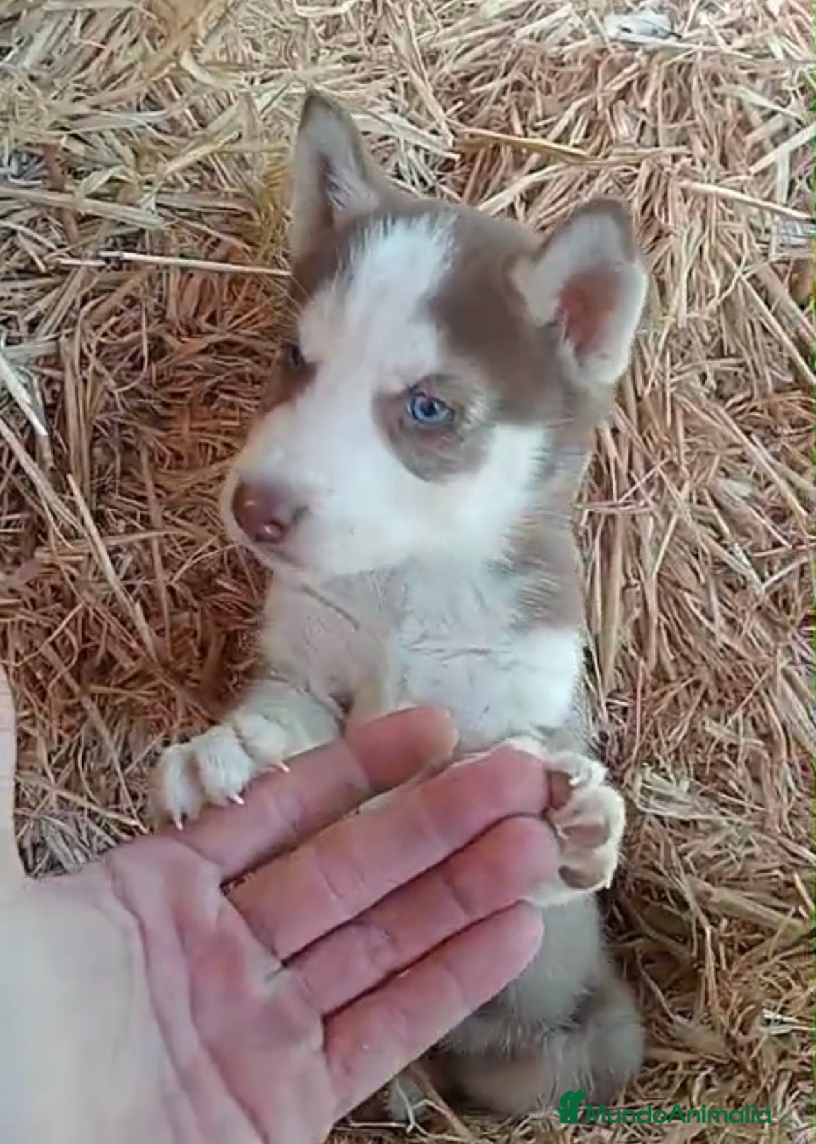 Husky Siberiano perros Cachorros de husky siberiano🐶🐾 - Anuncio 1