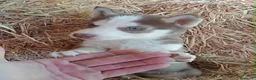 Husky Siberiano perros en venta: Cachorros de husky siberiano🐶🐾 en Sevilla - Anuncio 1