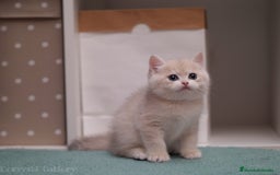 Británico de Pelo Corto gatos en venta: British blue golden - Imagen 4