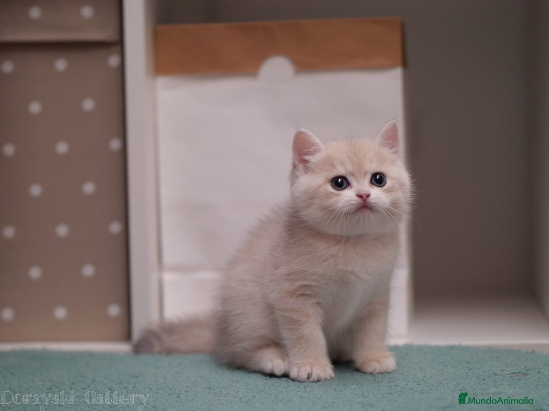 Británico de Pelo Corto gatos en venta: British blue golden - Imagen 4