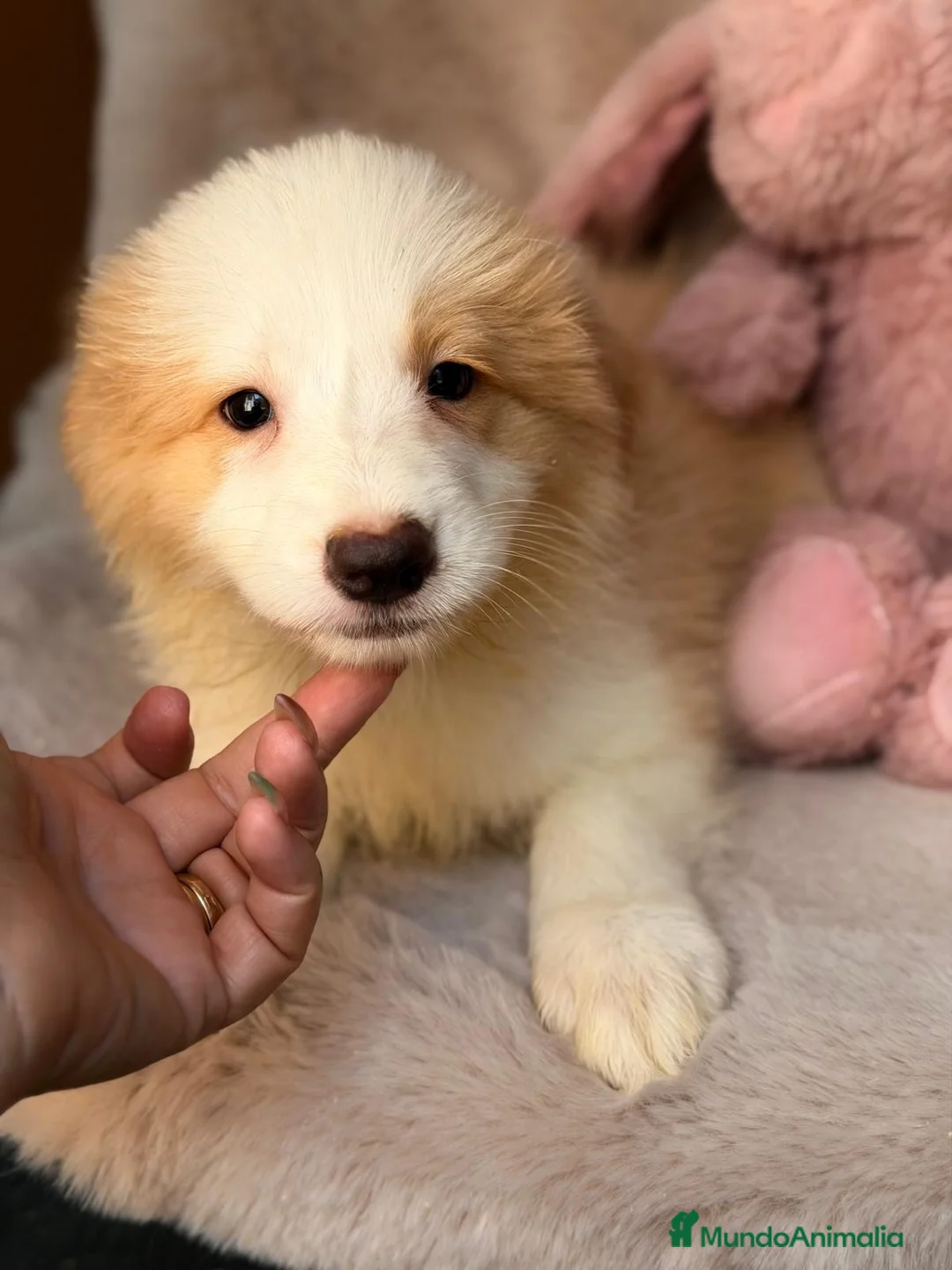 Border Collie perros en venta: BORDER COLLIE ROJO AUSTRALIANO - Anuncio 2