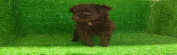 Maltipoo perros en venta: Maltipo  - Anuncio 5