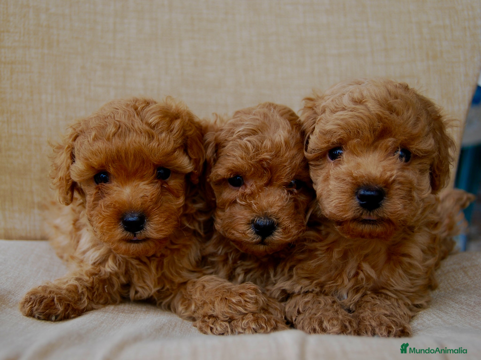 Caniche Toy perros Cachorros de Caniche toy del Alto del Pago - Anuncio 1