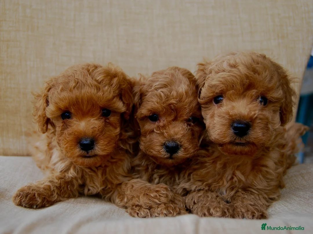 Caniche Toy perros en venta: Cachorros de Caniche toy del Alto del Pago - Anuncio 1