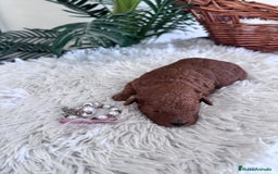 Caniche Toy perros en venta: CANICHE TOY HEMBRA - Anuncio 2