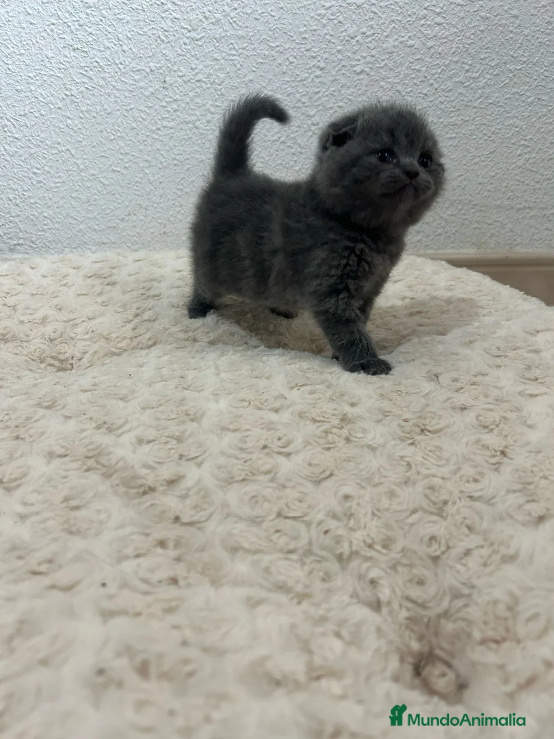 Scottish Fold gatos en venta: Increíbles Scottish fold en Madrid - Anuncio 2