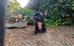 Chihuahua perros en venta: Chihuahua macho cabeza de manzana - Imagen 8