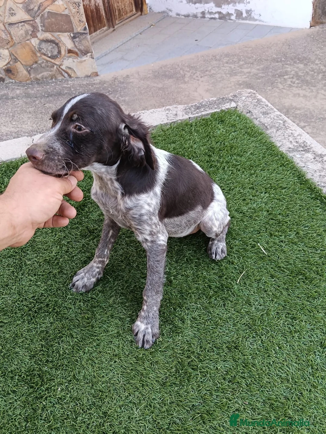 Épagneul Breton perros en venta: Bretona en adopción  - Anuncio 1