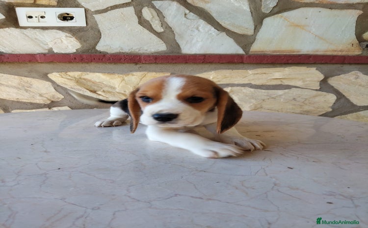 Beagle perros - Anuncio 4