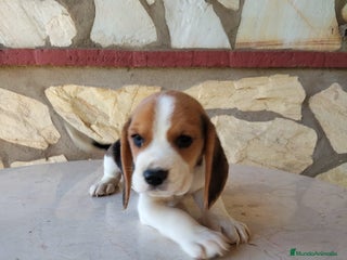 Beagle perros - Anuncio 8