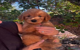 Goldendoodle perros en venta: Goldendoodle f1 - Imagen 1