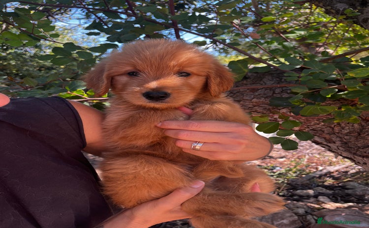 Goldendoodle perros - Anuncio 1